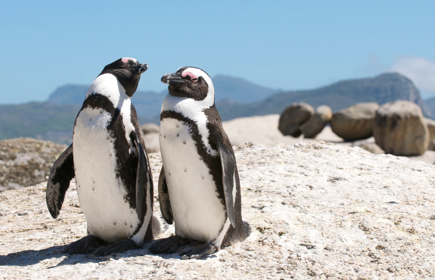Boulders Beach