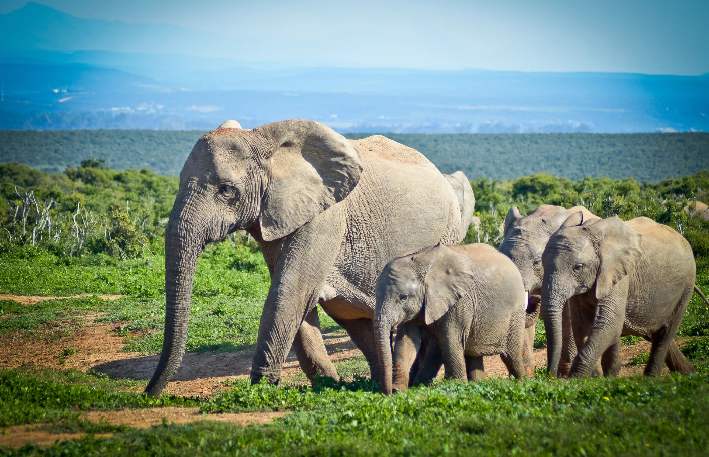 Addo Elephant National Park