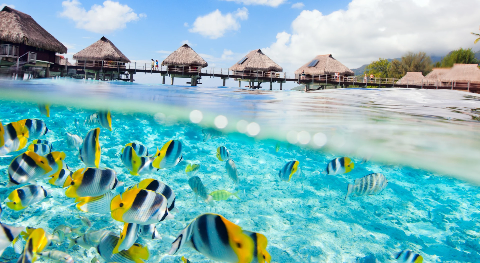 Bora Bora Small-Group Scuba Jet Experience 2024