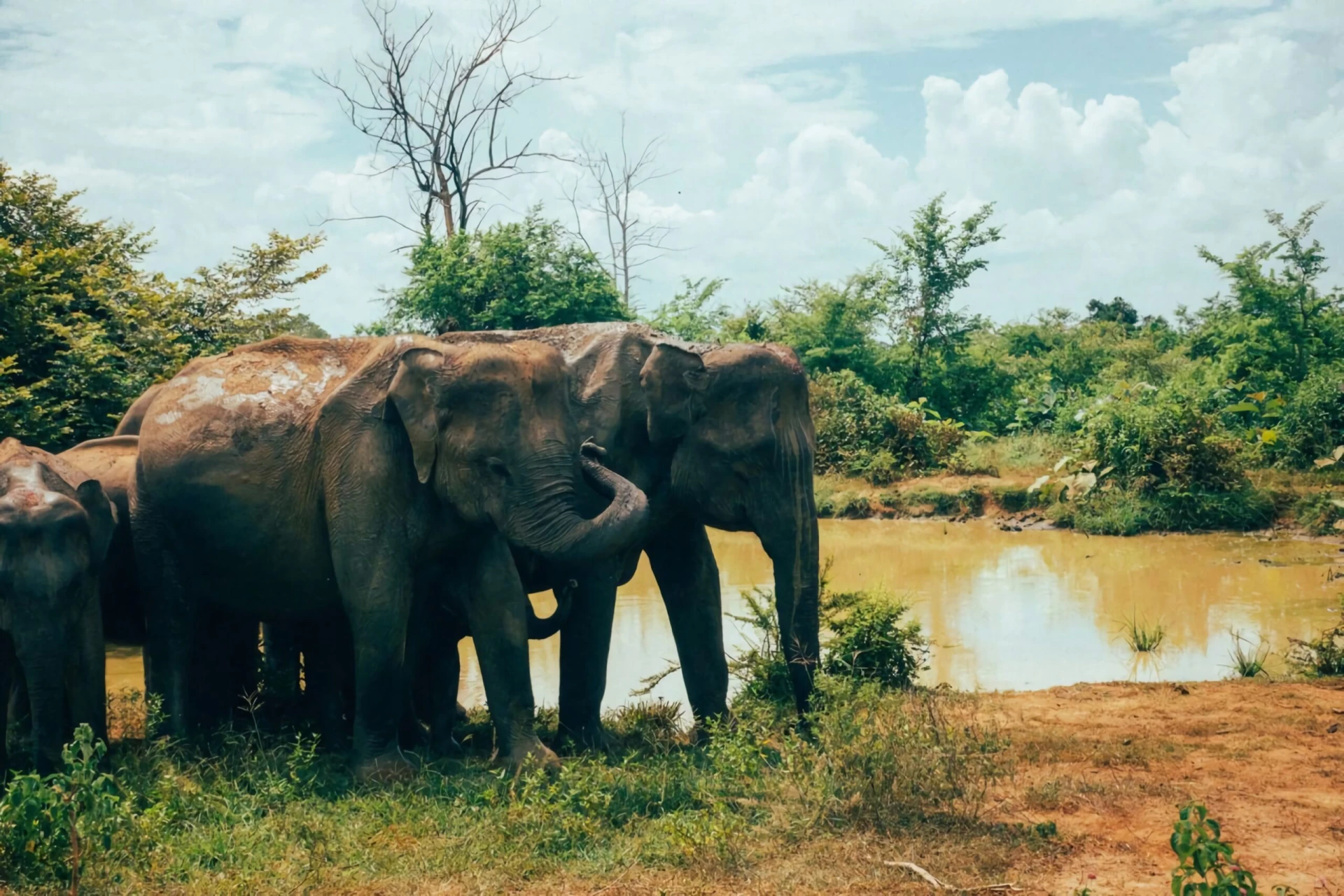 Udawalawe National Park