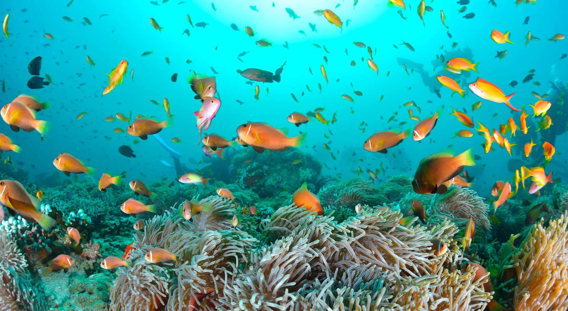 Diving in Thailand