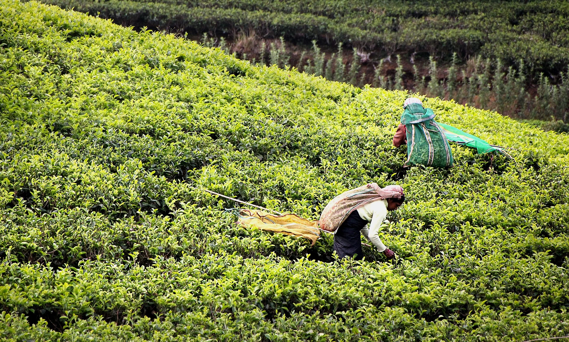 Tea Plantations