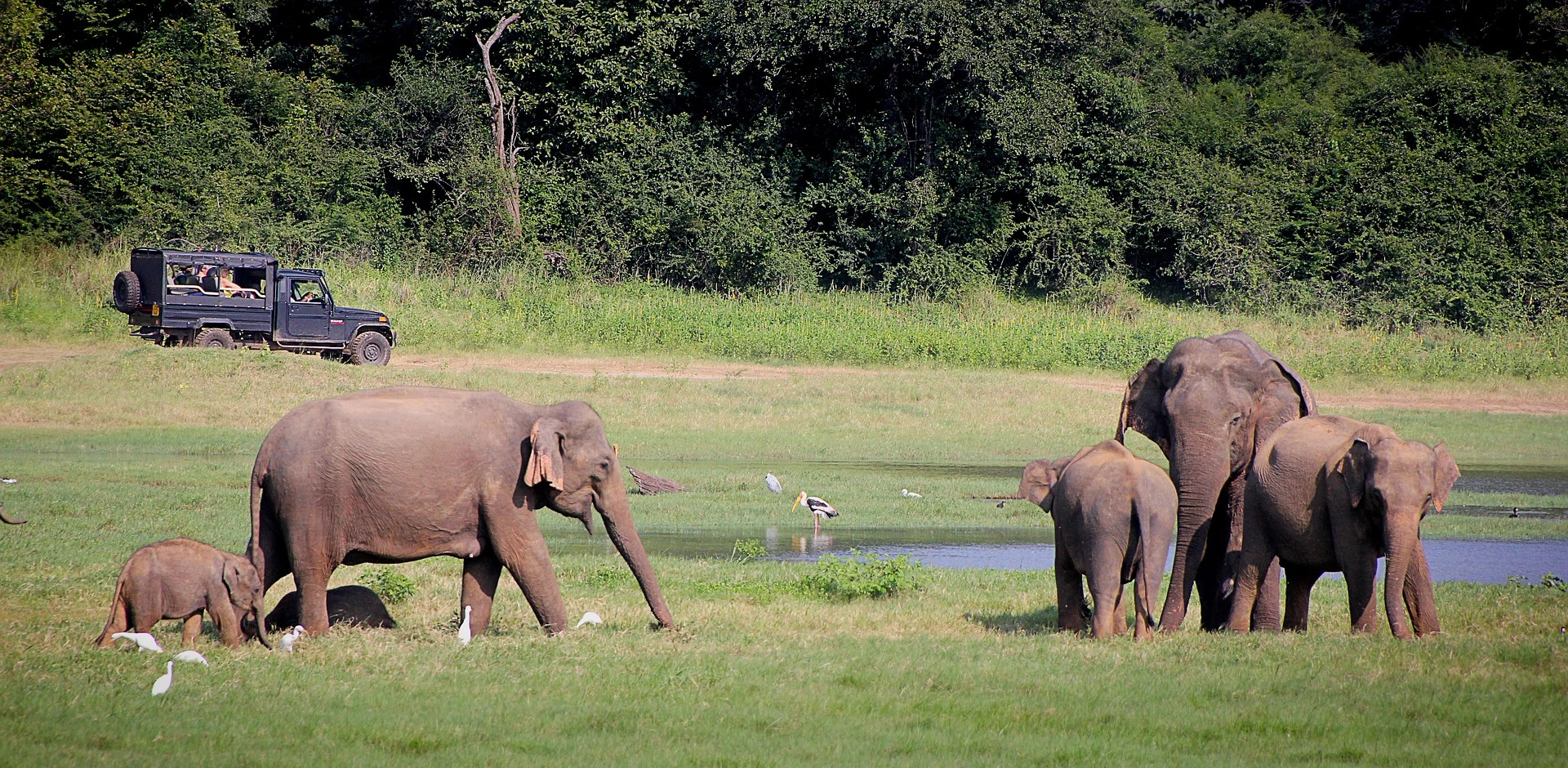 Yala National Park